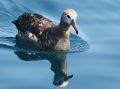 Black-footed Albatross